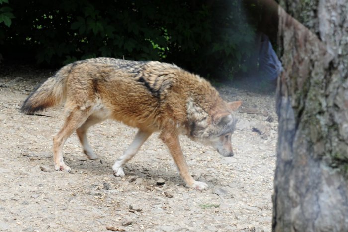 Ilustračný obrázok k článku V Michalovciach budeme mať náčelníka vlkov: Bývalý elektrotechnik, dnes jeden z najväčších ochranárov