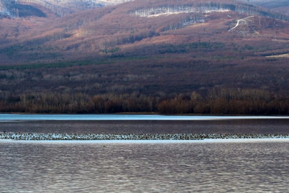Ilustračný obrázok k článku Krásny pohľad: Tisíce husí zo Sibíri sú medzi Senianskymi rybníkmi a Šíravou