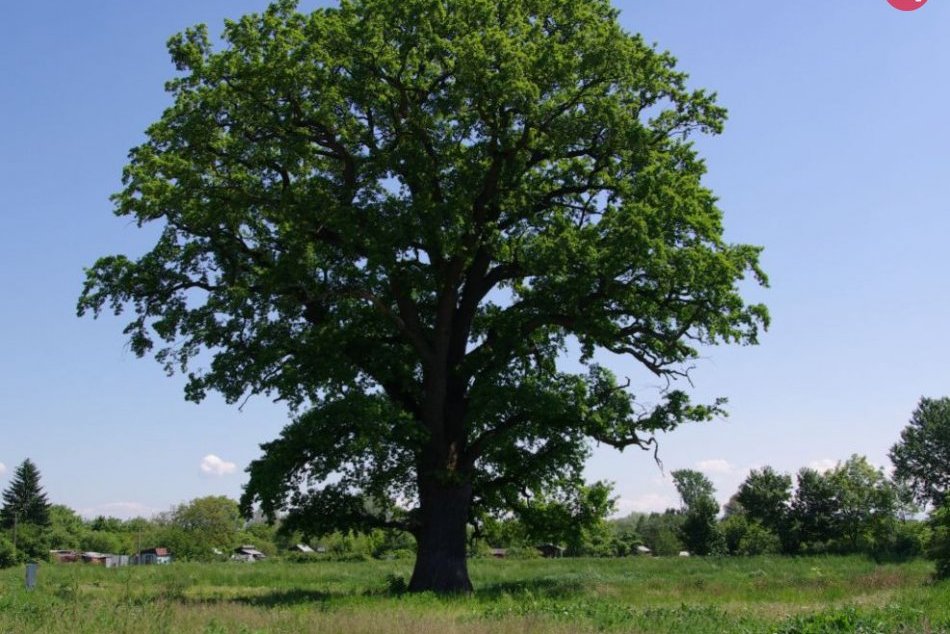 Ilustračný obrázok k článku Michalovský okres sa môže pýšiť vzácnymi stromami. Viete, kde ich nájdete? FOTO